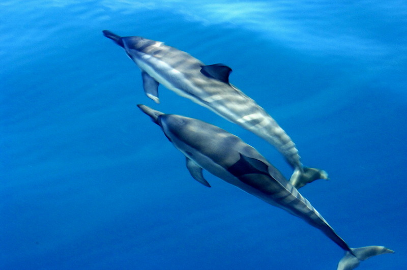 Spinner dolphins-Spinner Dolphin (Stenella longirostris).jpg