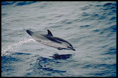 StripedDolpin-Striped Dolphin (Stenella coeruleoalba).jpg