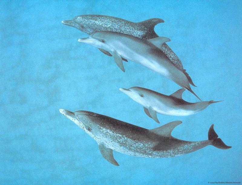 Spotted dolphins.jpg