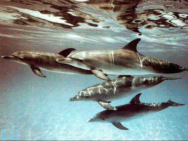 Spotted Dolphins-pary of 4 young-swmming.jpg