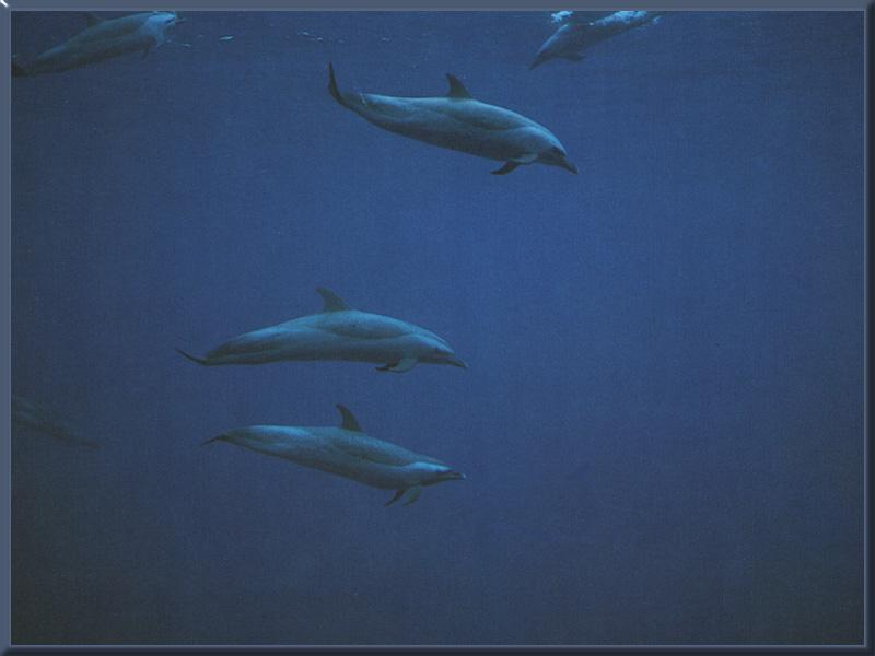 Pantropical Spotted Dolphin 01.jpg