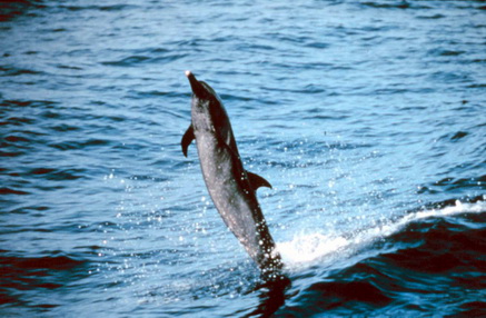 Anim0857-Pantropical Spotted Dolphin (Stenella attenuata).jpg