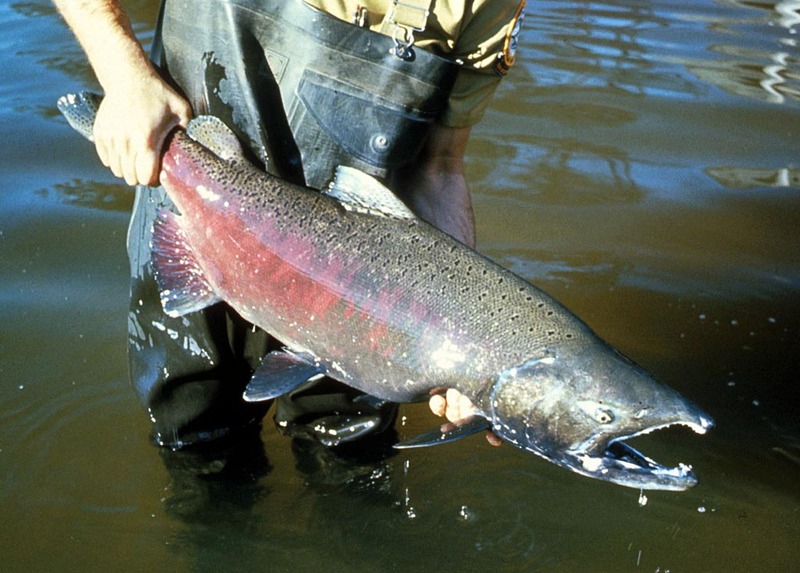Chinook salmon (Oncorhynchus tshawytscha).jpg