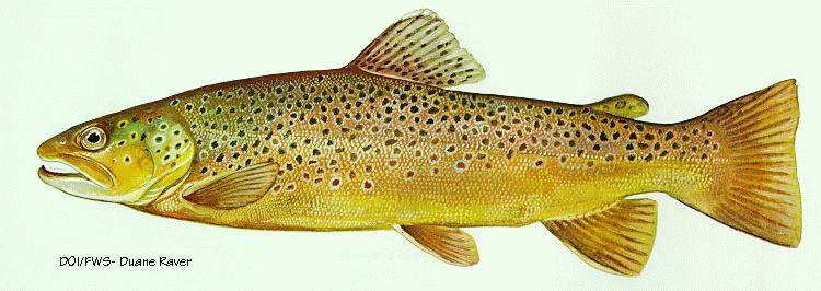 Brown Trout-painting by Duane Raver.jpg