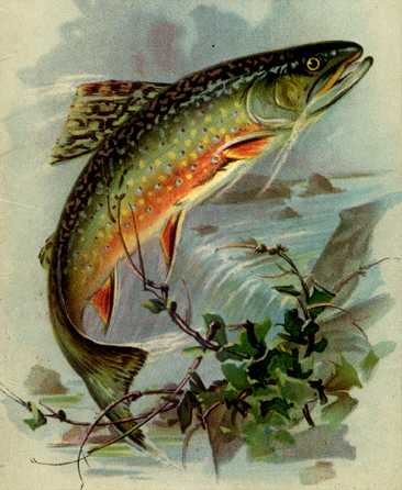 Anmaq021-Painting-Salmon.jpg