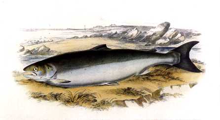Anmaq054-Painting-Salmon.jpg