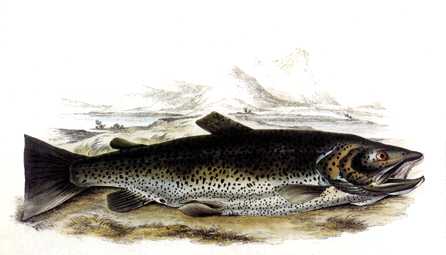 Anmaq055-Painting-Salmon.jpg