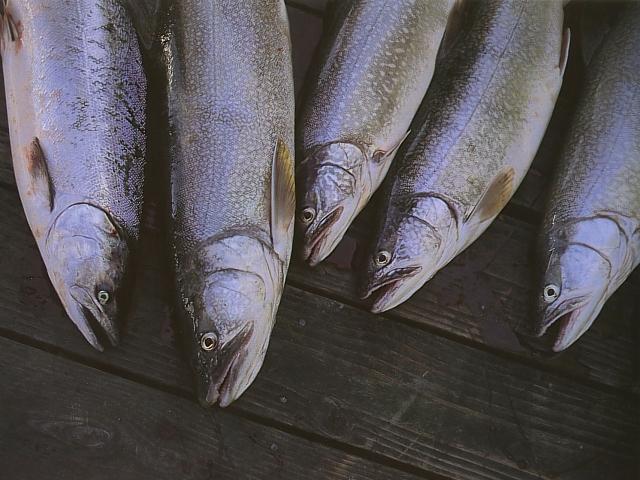 trt salm-Trouts and Salmons on floor-Michigan.jpg