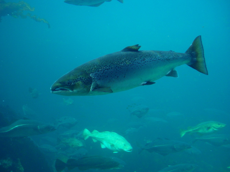 Salmo salar-Atlantic Salmon-Atlanterhavsparken Norway.jpg
