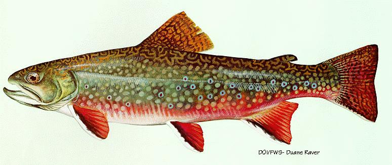 Brook Trout-painting by Duane Raver.jpg
