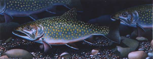brtrout-Brook Trouts.jpg