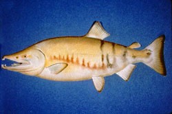 Chum Salmon (Oncorhynchus keta).jpg