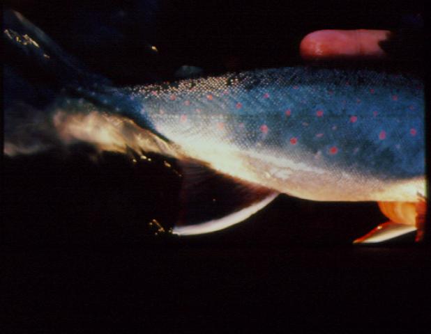 dolly1-Dolly Varden Trout.jpg