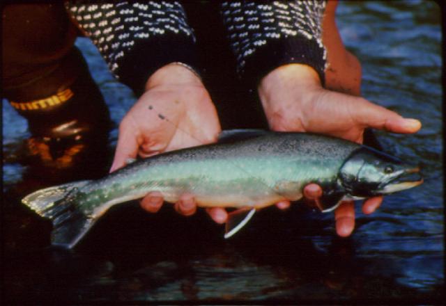 dolly2-Dolly Varden Trout.jpg