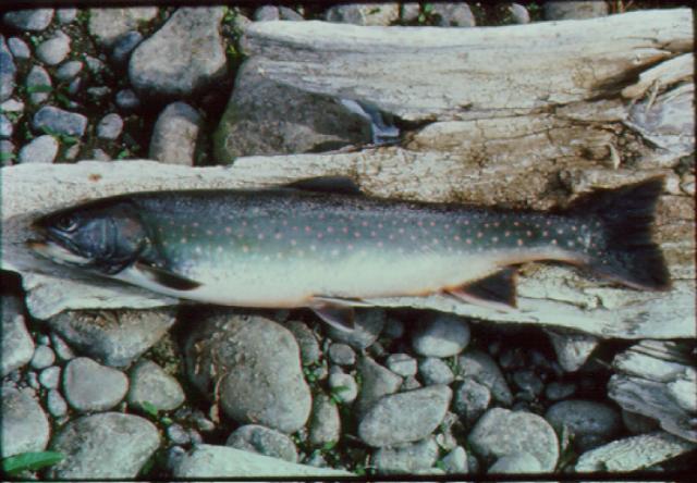 dolly4-Dolly Varden Trout.jpg