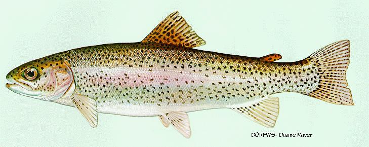 Rainbow Trout-painting by Duane Raver.jpg
