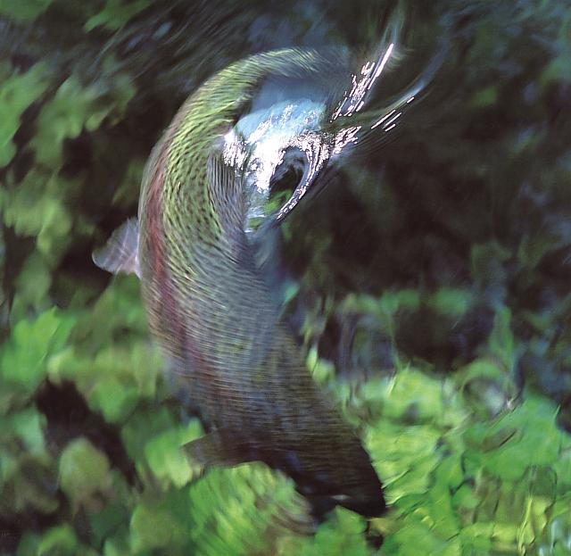 rbwtrout-Rainbow Trout-jumping.jpg