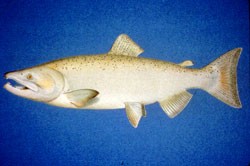 Coho Salmon (Oncorhynchus kisutch) Silver Salmon.jpg