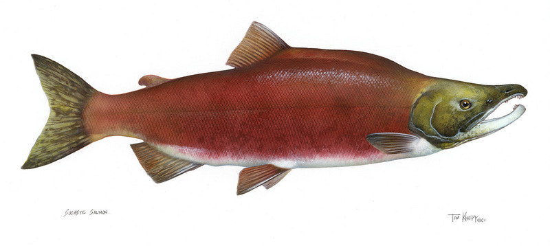 Sockeye Salmon (Oncorhynchus nerka).jpg