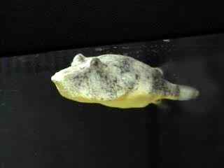 Congo Pufferfish (Tetraodon miurus).jpg