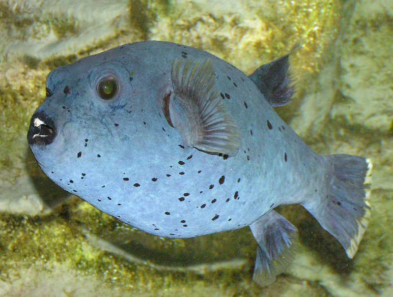 Black-spotted.puffer.arp-blackspotted pufferfish.jpg