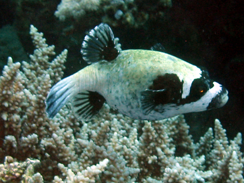 Masked puffer arothron diadematus-pufferfish.jpg