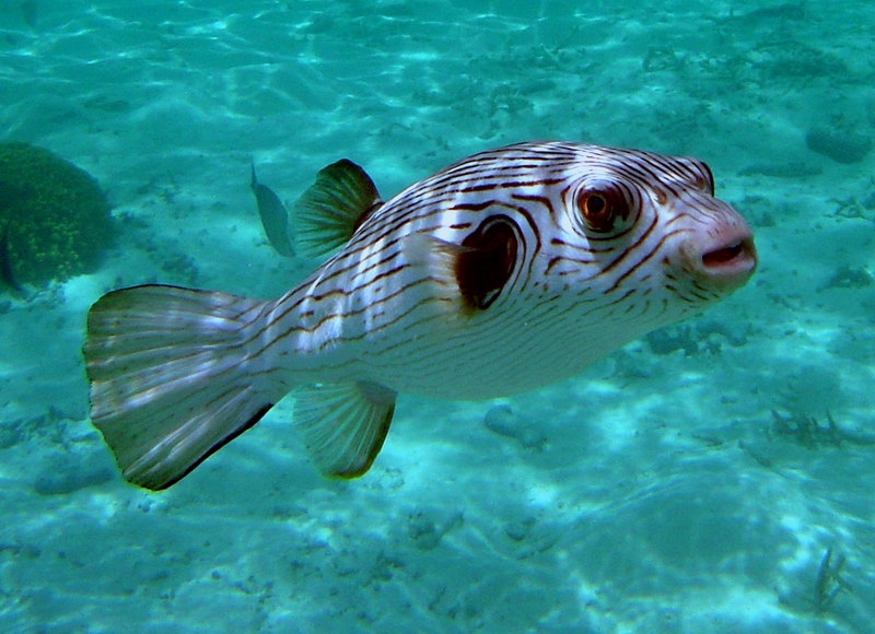 Narrow-lined Puffer (Arothron manilensis) pufferfish.jpg