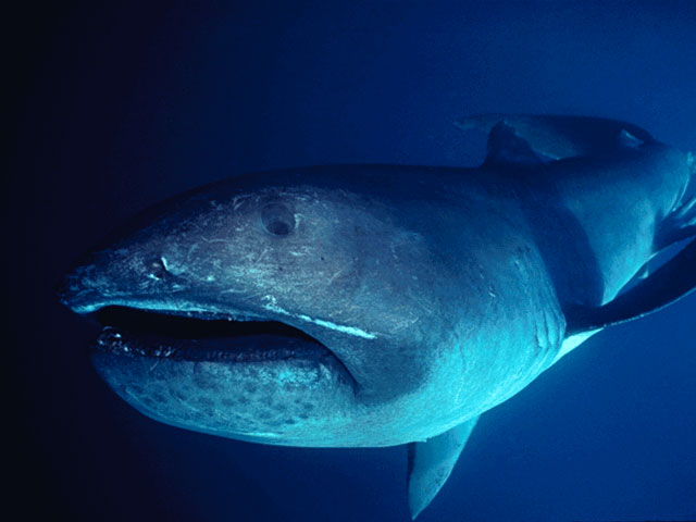 Megamouth Shark (Megachasma pelagios).jpg