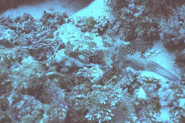 Star Pufferfish-from Palau.jpg