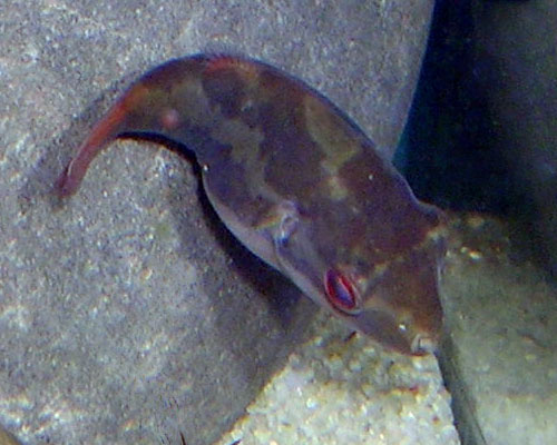 Carinotetraodon irrubesco male-Red-tailed Dwarf Pufferfish (Carinotetraodon irrubesco).jpg