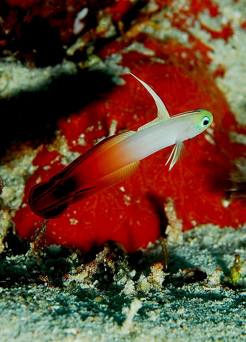 Fire Dartfish (Nemateleotris magnifica) Red Fire Goby.jpg