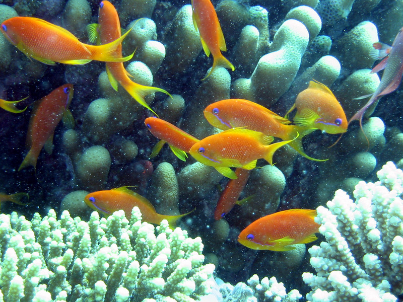 Anthia goldfish-Sea goldie (Pseudanthias squamipinnis).jpg