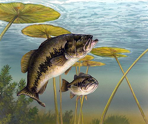 Micropterus salmoides 2-Largemouth Bass (Micropterus salmoides).jpg