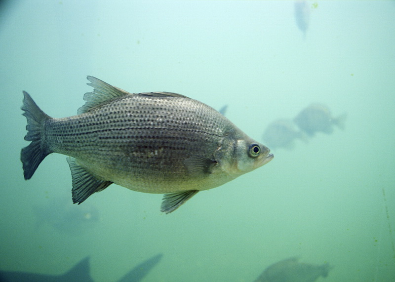 Morone chrysops1-White bass (Morone chrysops).jpg