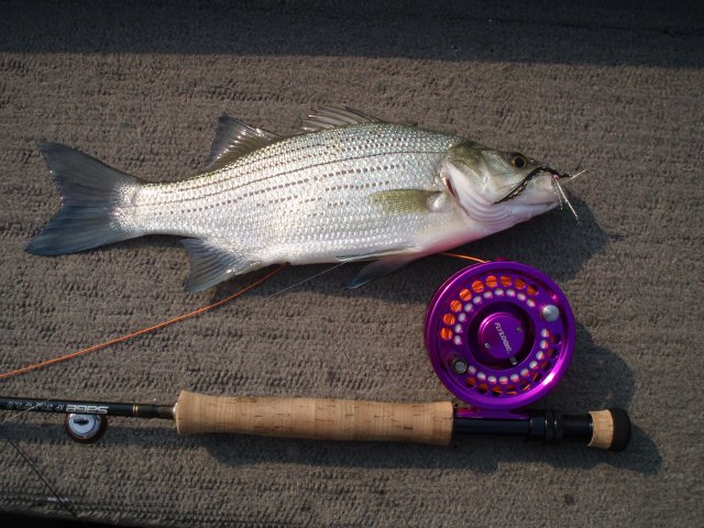 White Bass Tallapoosa River-White Bass (Morone chrysops).jpg
