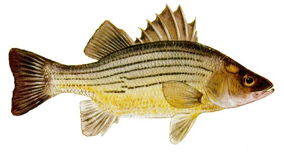 Yellowbass-Yellow Bass (Morone mississippiensis).png