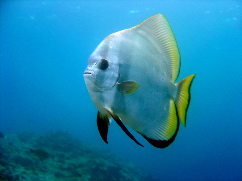 Platax orbicularis-Circular spadefish (Platax orbicularis).jpg
