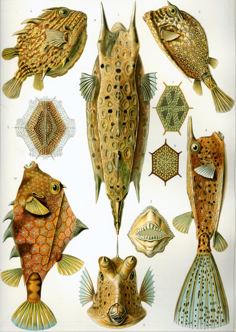 Haeckel Ostraciontes-cowfish species.jpg