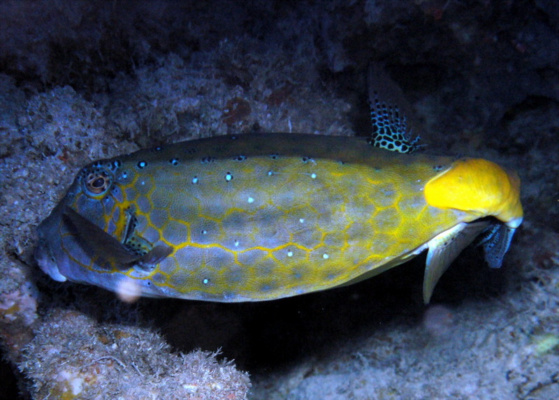 Yellow Boxfish (Ostracion cubicus).jpg