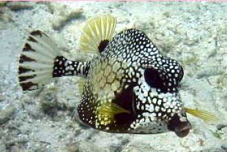 Smooth trunkfish, Lactophrys triqueter.jpg