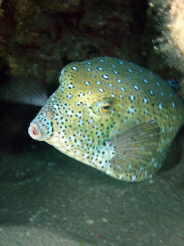 Ostracion cubicus1 Yellow boxfish, Ostracion cubicus.jpg
