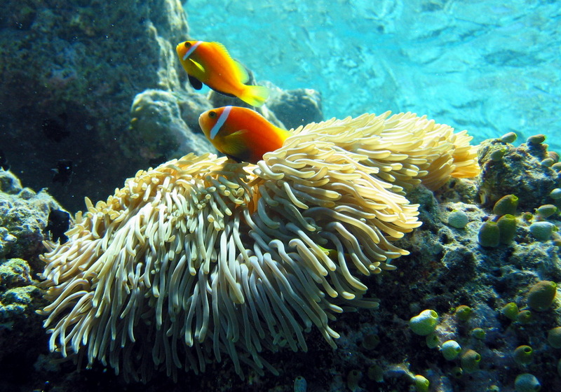 Maldive anemonefish-black-footed clownfish-Amphiprion nigripes.jpg
