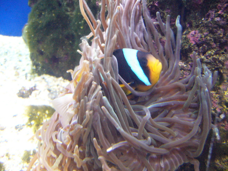 Amphiprion allardi.1 - Aquarium Finisterrae-Allard\'s Clownfish (Amphiprion allardi).jpg