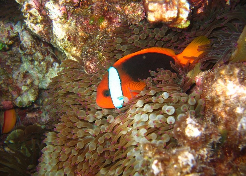 Amphiprion melanopus in Entacmaea quadricolor-Cinnamon clownfish (Amphiprion melanopus).jpg