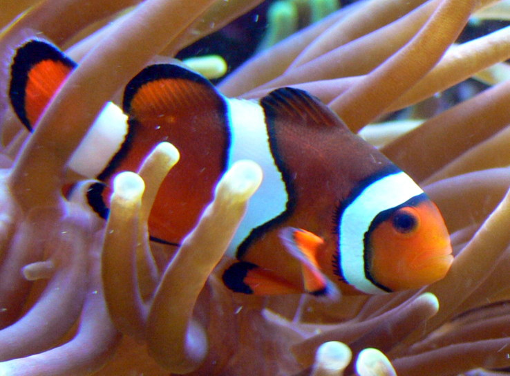 Percula Clownfish (Amphiprion percula).jpg