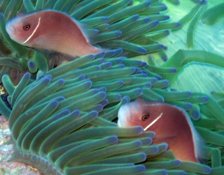 Pink Skunk Clownfish (Amphiprion perideraion).jpg
