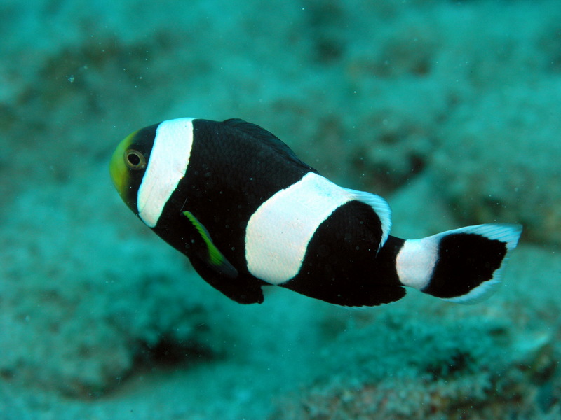 Amphiprion Species-Saddleback Clownfish (Amphiprion polymnus).jpg