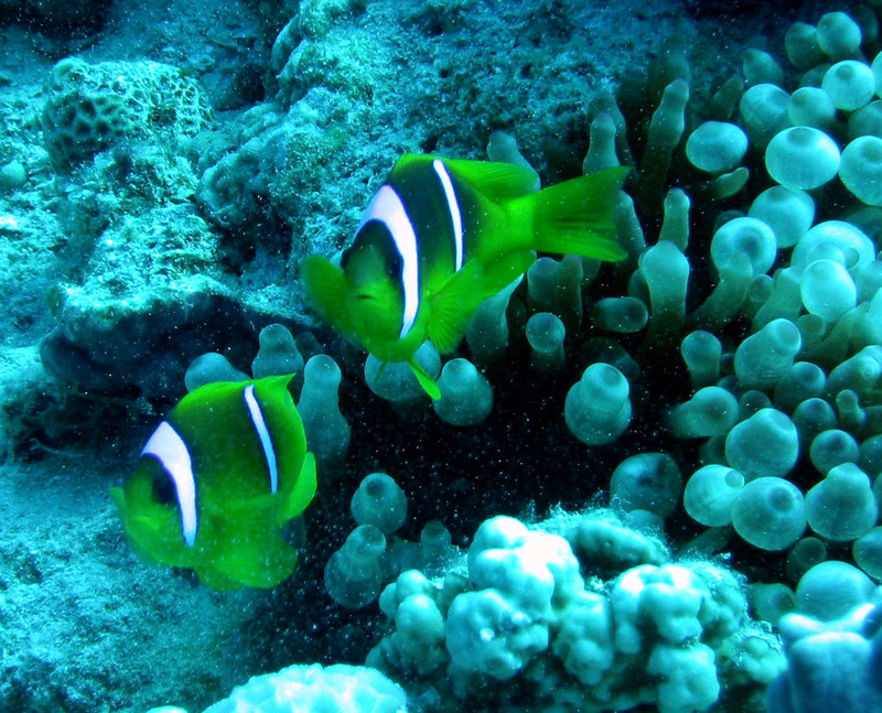 Red Sea Clownfish (Amphiprion bicinctus).jpg