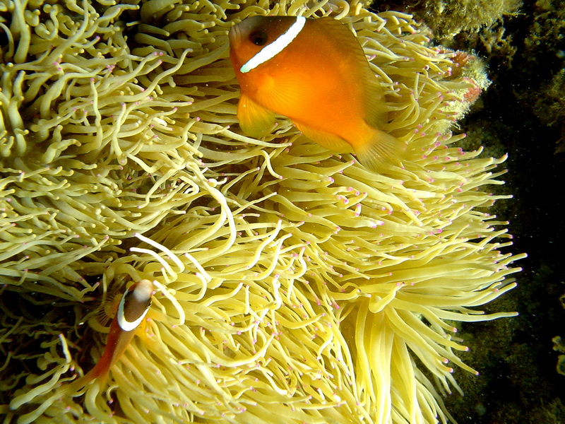 Anemonefish fiji-Tomato Clownfish (Amphiprion frenatus).jpg