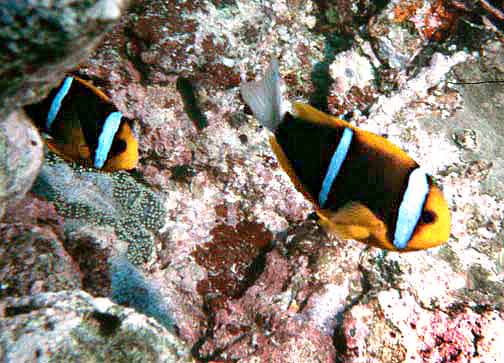 Amphiprion chrysopterus by NPS-Orange-fin Anemonefish (Amphiprion chrysopterus).jpg